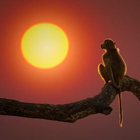 Pavian vor der aufgehenden Sonne von Chris Stenger