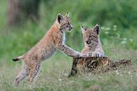 Junge Luchse ( Lynx lynx ) spielen miteinander van wunderbare Erde thumbnail