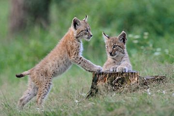 Eurasian Lynx ( Lynx lynx ), two cubs, playing together van wunderbare Erde