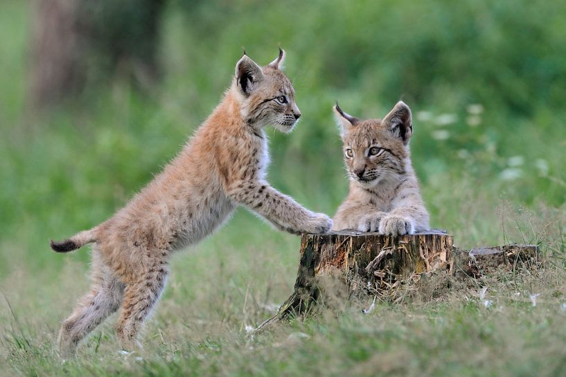 Junge Luchse ( Lynx lynx ) spielen miteinander van wunderbare Erde
