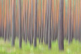 Grove dennenbos van Sven-Erik Arndt