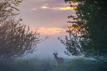 Reebok bij zonsopgang