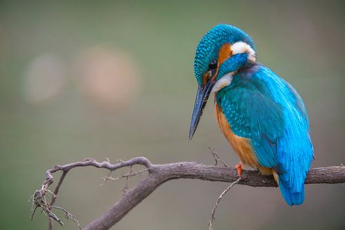 IJsvogel - Drukke tijden