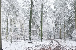 Paysage forestier avec neige