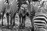 Zebras in BurgersZoo