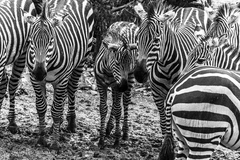 Zebras in BurgersZoo by Ruben Frencken