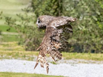 Great horned owl in flight by Teresa Bauer