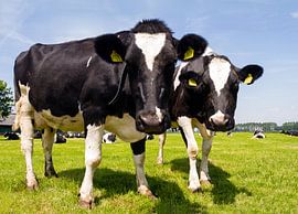 Koeien by Marcel van der Voet