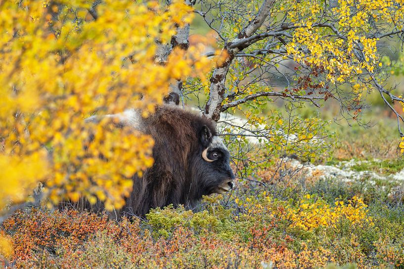 Muskusos in Noorwegen van Menno Schaefer