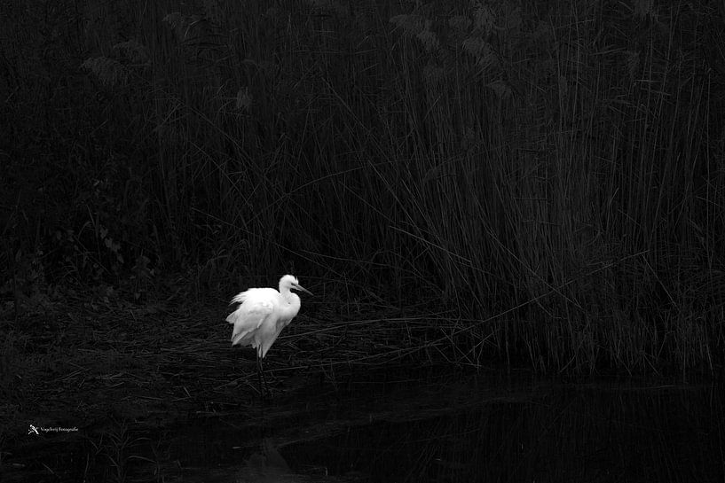 The Guardian on the Water by Vogelvrij fotografie