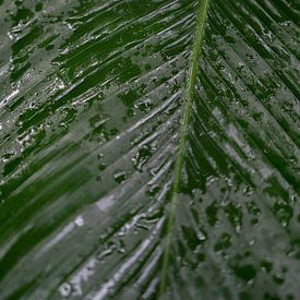 Feuilles tropicales sombres avec repousse. sur Christa Stroo photography