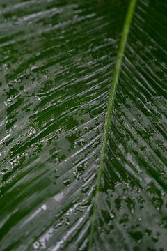 Donker tropisch blad met regedruppels. van Christa Stroo fotografie