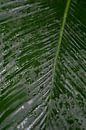Dark tropical foliage with regrowth. by Christa Stroo photography thumbnail