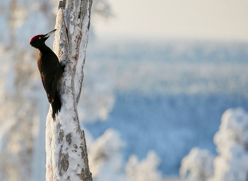 Zwarte Specht (Dryocopus martius) in Fins taiga winterlandschap van AGAMI Photo Agency