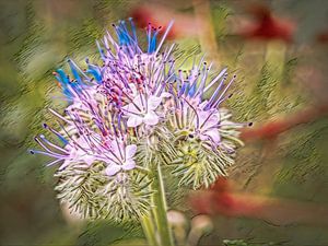Phacelia