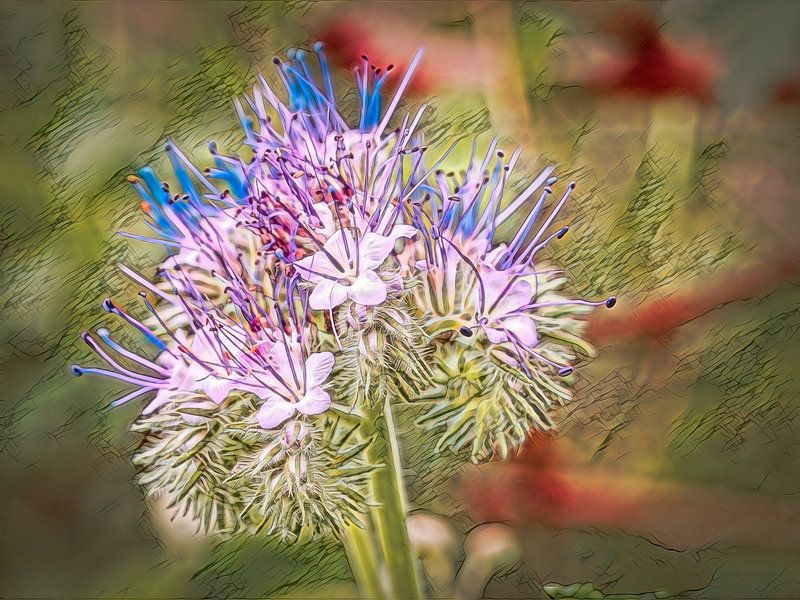 Phacelia by Rob Boon