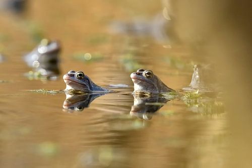Les grenouilles de bruyère deviennent bleues au printemps.