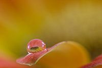 Druppel/Droplet