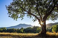 Sainte Victoire