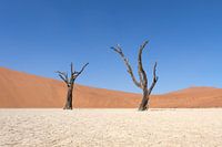 Deadvlei, skeletten van bomen in een desolaat duinenlandschapDeadvlei / Dodevlei: een witte kleivlak
