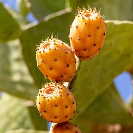 Kaktusfrucht von Camilla Ottens
