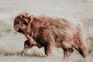 Dunkelbrauner schottischer Highlander
