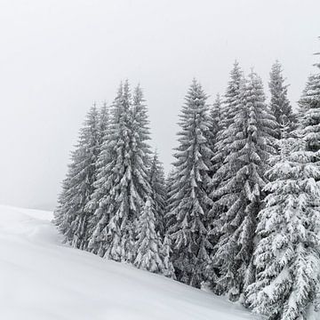 Sneeuwwoud van Thomas Heitz