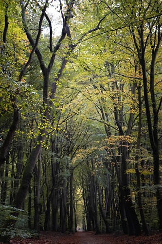 In den Wald