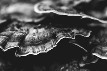 champignon noir et blanc