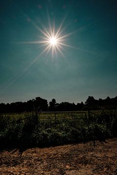 "Majesteit van de Hooglanden: Zonnester in het natuurreservaat Elsebrücken in Bünde" van Momentaufnahme | Marius Ahlers