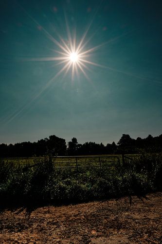 "Majesteit van de Hooglanden: Zonnester in het natuurreservaat Elsebrücken in Bünde"