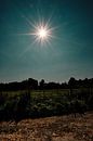 "Majesteit van de Hooglanden: Zonnester in het natuurreservaat Elsebrücken in Bünde" van Momentaufnahme | Marius Ahlers thumbnail
