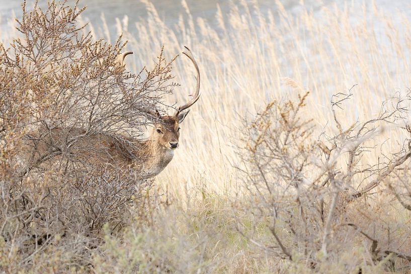Damhirsche in den Dünen von Ria van den Broeke