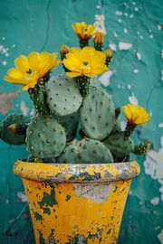 Kaktusblüten in buntem Topf von Poster Art Shop