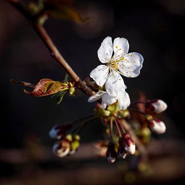 Blossom sur Rob Boon