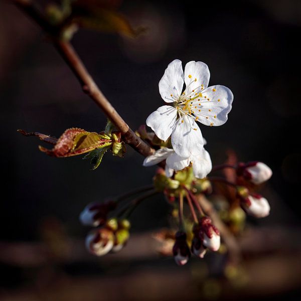 Blossom by Rob Boon