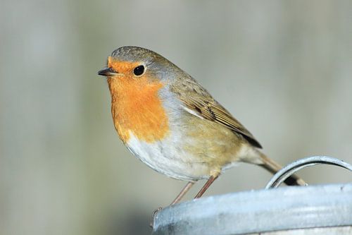 Vogel Roodborst op een ton