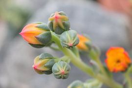 Fettpflanze mit Blüten mit rosa Spitze von Fanny N
