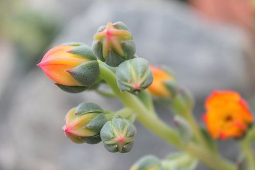 Vette plant met roze gestipte bloemen