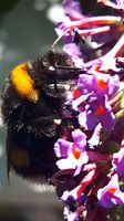 Bij op bloem