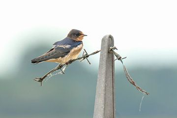 Peasant Swallow by Sander Meertins