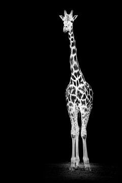 Girafe en noir et blanc sur Tom Van den Bossche