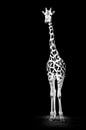 Giraffe in zwartwit van Tom Van den Bossche thumbnail