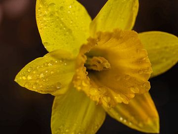 Daffodil by Rudo Baartse