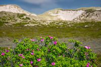 Sylt Rozen en Duinen op Sylt