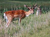 Deer Couple ( Col. 2015 ) van Jan van Bruggen thumbnail
