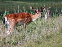 Deer Couple ( Col. 2015 )