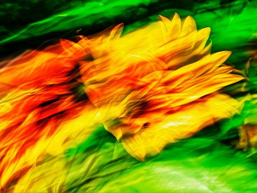 Blumen Feuer