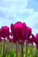 Tulpen