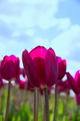Tulpen